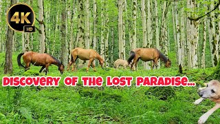 Hidden nature Paradise, Journey to heaven, Rain Forest in Northern Iran 4k#walkthrough #travelandfun screenshot 3