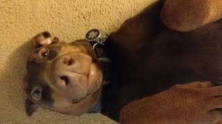 10 Hours of Playing the Drums on my Dogs Stomach
After my darling wifes suggestion, how could I not make this?
More 10 Hour Videos on my channel, all content is self created and copyright MyAbridged Productions 2023 10 Hours of Playing the Drums on my Dogs Stomach