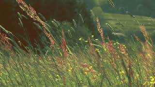 The Thrill Of Loneliness- Hana Stretton (Sped Up)