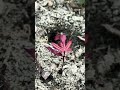 Rescued a tiny seedling🥹Does it look like a Japanese maple to you? I want to start a tiny nursery🍁