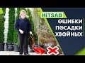 4 ОШИБКИ при посадке Хвойных 🎄 Хвойные деревья в саду  🎄 hitsad.ru