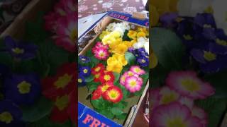 Canim 1 Denem Gunel Xanimin Dogum Gunu Hediyesi.ona Uzun Omur Can Sagligi....