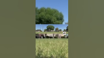 BEST Simple Baseball OUTFIELD DRILLS for ALL AGES. 5 cone DRILL. #shorts