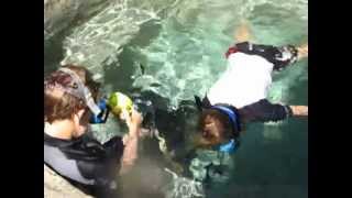 Max SCUBA 4