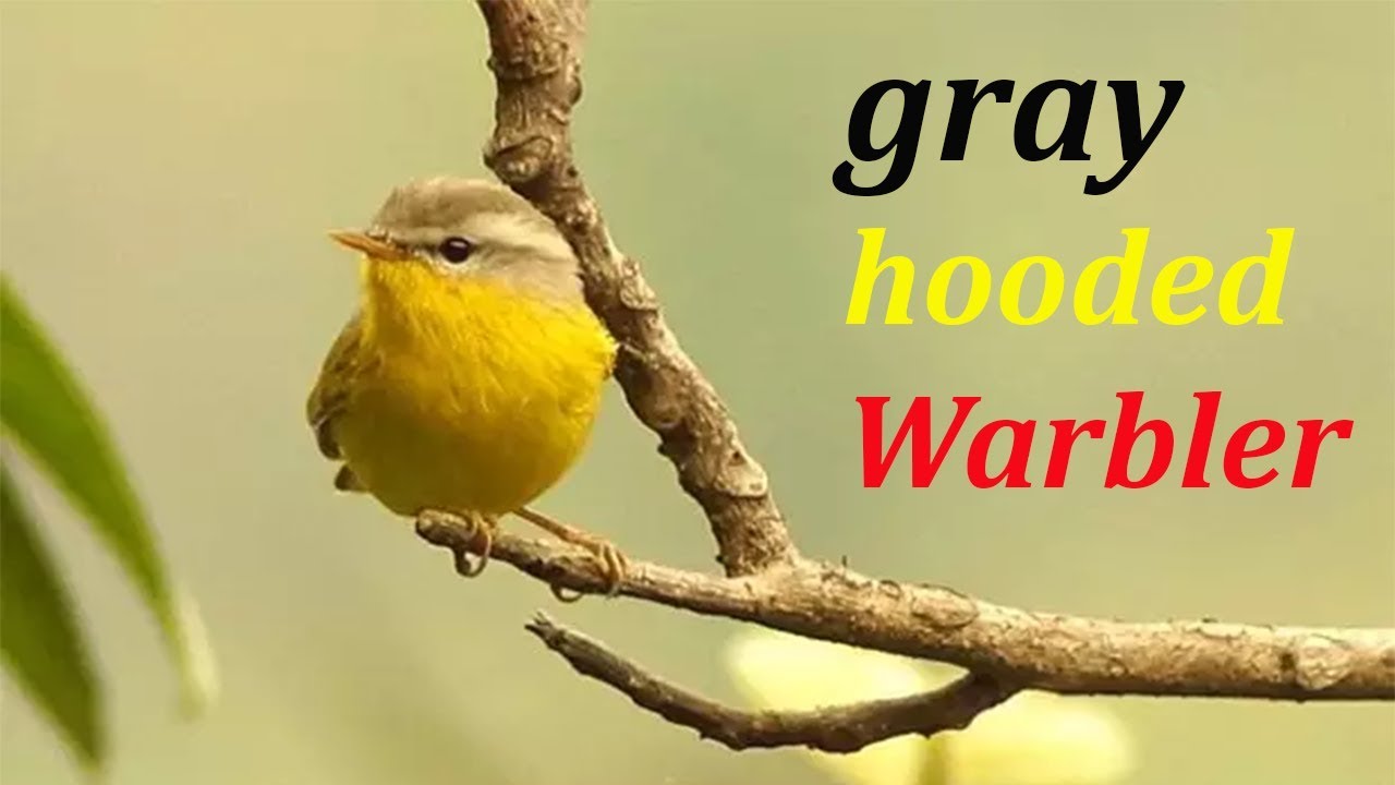 Grey hooded warbler pakistani famous Brid 
