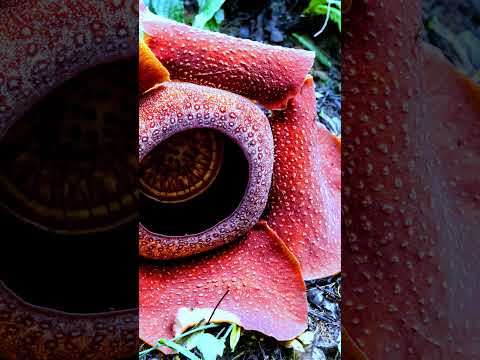 Video: Rafflesia (bloem): beschrijving en foto