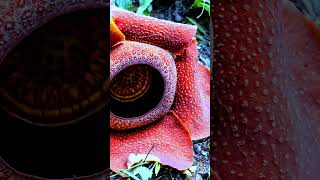 Unveiling the World's Largest Flower: The Fascinating Rafflesia Arnoldii