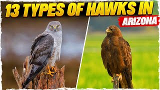 13 Types of Hawks in Arizona (with Pictures)