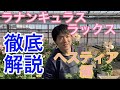 ラックス徹底解説〜ヘスティア編【ガーデニング】【農業】【ラナンキュラス】【アリアドネ】【園芸のぶチャンネル】