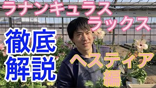 ラックス徹底解説〜ヘスティア編【ガーデニング】【農業】【ラナンキュラス】【アリアドネ】【園芸のぶチャンネル】