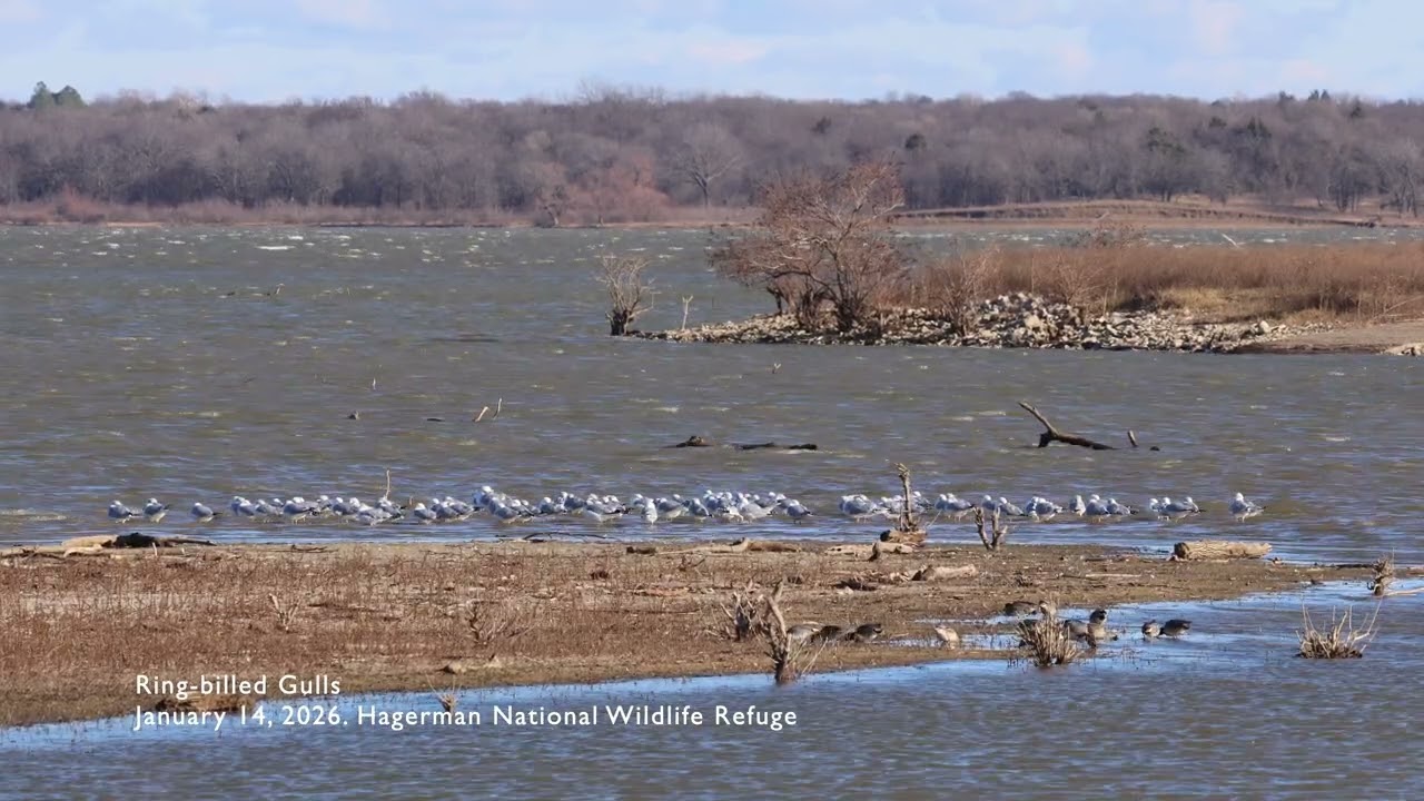 Relaxing Nature Video: Ring-billed Gulls
