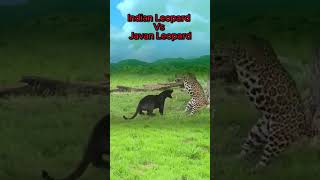 Indian Leopard Vs Javan Leopard