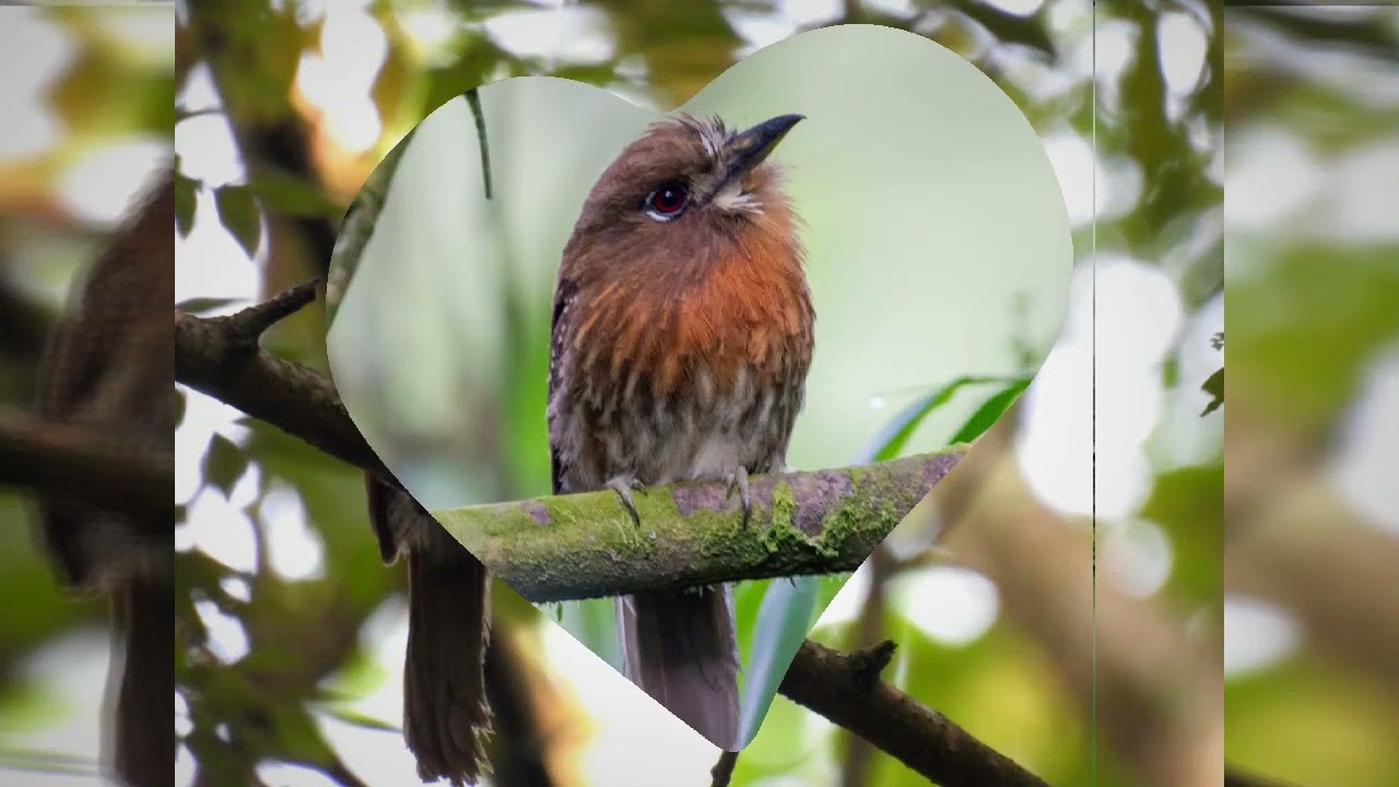 Moustached Puffbird: Tropical Avian Treasures
