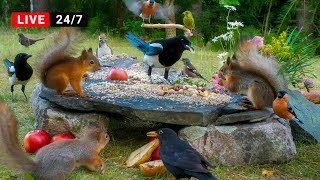 🔴24/7 LIVE CAT TV NO ADS😺 Non-Stop Birds and Cutest Red Squirrels at Garden Galore Buffet