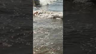 Download Lagu ship running is samundar. samundar movement#samundar #explore #youtubeshorts #youtube #youtuber MP3