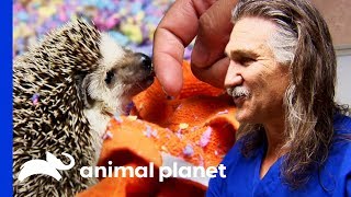 Tali The Hedgehog Gets A Cancerous Tumor Removed | Dr. Jeff: Rocky Mountain Vet