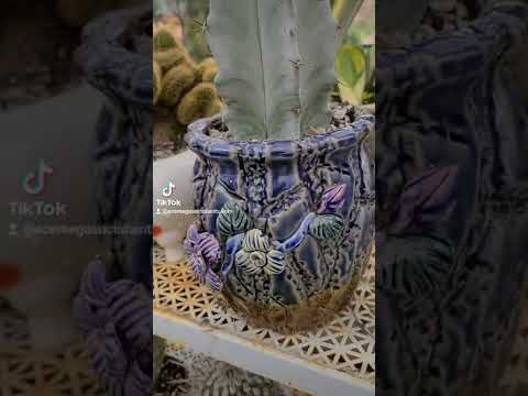 Video: Stenocereus kaktusu veidi: informācija par Stenocereus kaktusu
