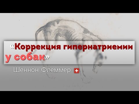 Видео: Избыток натрия в крови у собак