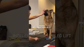 Try this trick with your dog #dogtrick #dogtraining #germanshepherd