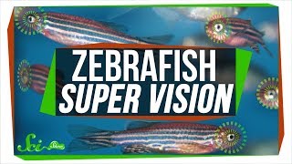 Baby Zebrafish Eyes Work Kind of like Real-Time Photoshop