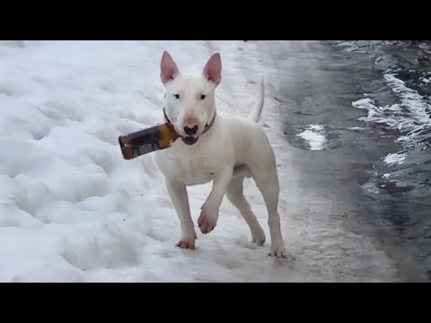 Video: Westminster Kennel Club Pairs s Pratt institutem pro výroční umělecké soutěže