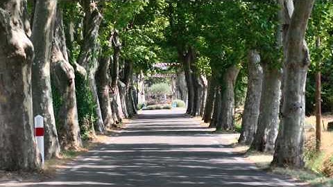 Plane Trees: France The French Way