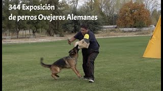 344 Exposición de Perros Ovejeros Alemanes