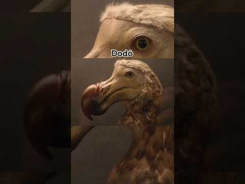 sons de animais