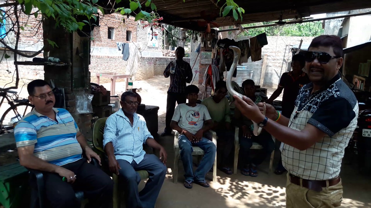 Snake rescue team Panchet dam