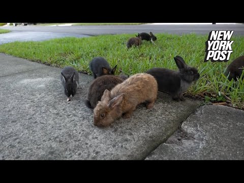 Why a Florida neighborhood is overrun by freed rabbits