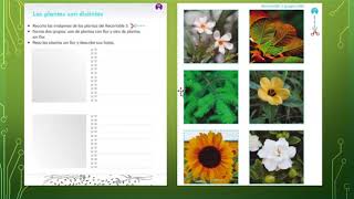 Identificar diferencias en las plantas. Conocimiento del Medio. Primer grado.