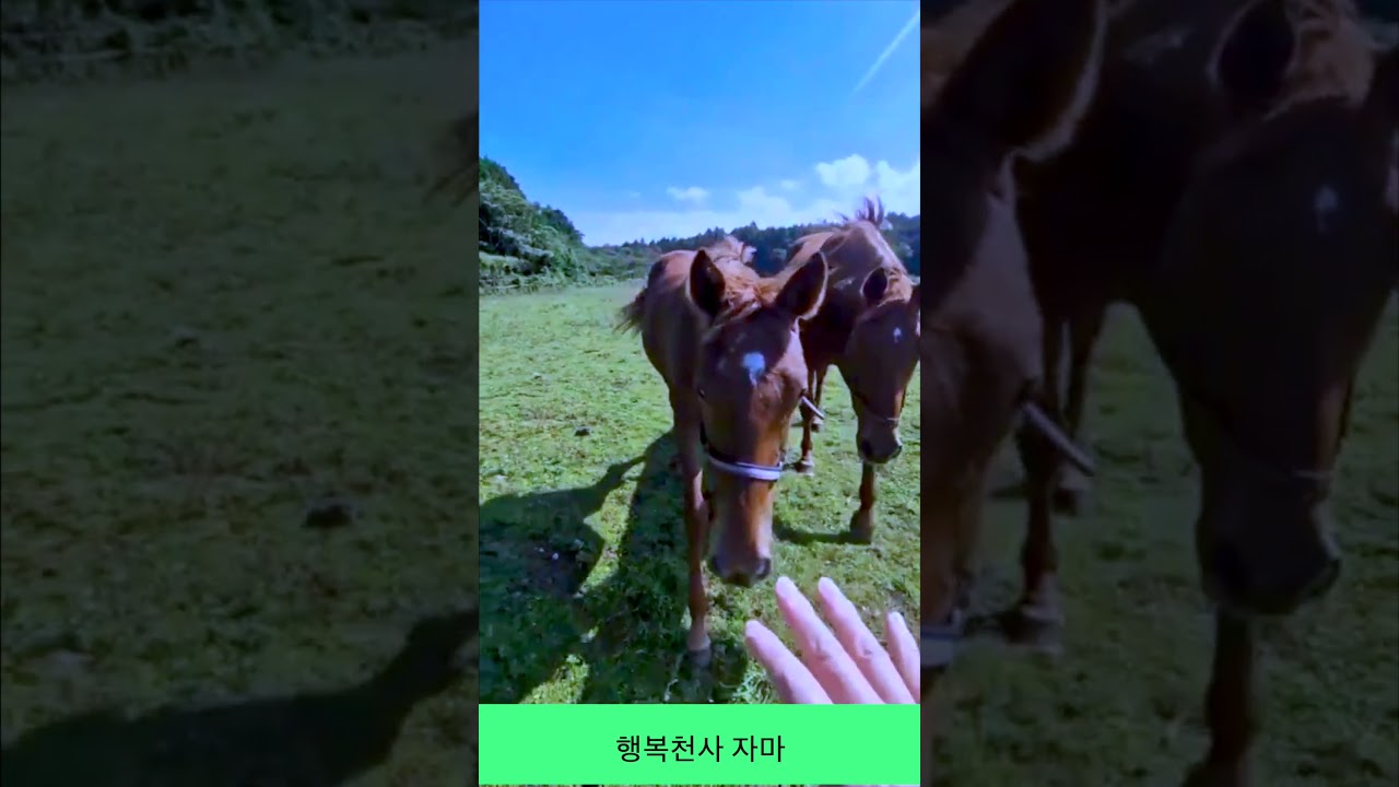 행복천사 자마