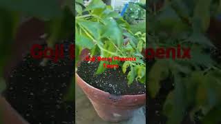 Phoenix Tears Goji Berry planted  this spring - June 2022