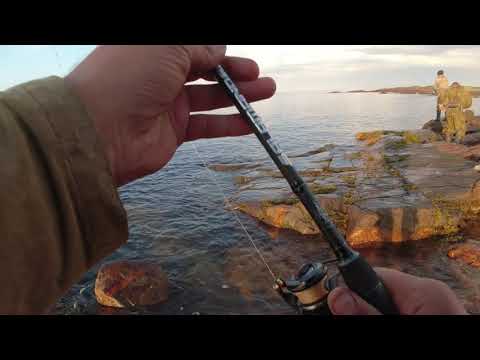Ловля горбуши в море с берега.