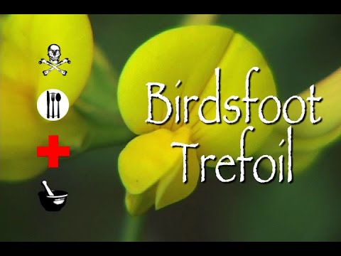 Birdsfoot Trefoil: Poison, Medicinal & Other Uses