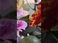 Цветение азиатских орхидей в январе 2021 г.