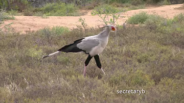 SOUTH AFRICA birds at the restcamps of Karoo and Bontebok n.p. (hd-video)