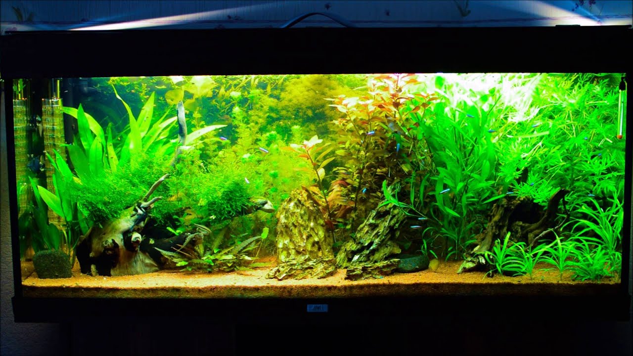 Welche Fische Können In Ein 240 Liter Aquarium aquarium 240 L juwel - YouTube