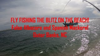 Blitz on the Beach !!! Fly Fishing for False Albacore and Spanish Mackerel on the NC Outer Banks.