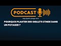 Pourquoi planter des oeillets dinde dans un potager 