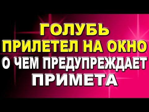 Что значит, если голубь прилетел на окно: приметы, о которых предупреждают птицы Приметы про голубей