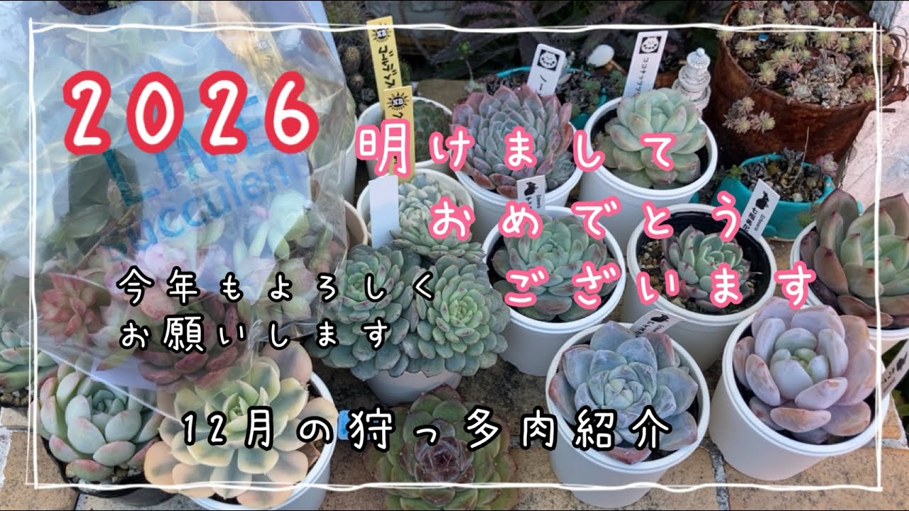 明けましておめでとうございます♫2026年最初の動画は狩っ多肉紹介です♫多肉植物