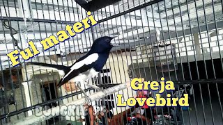 KACER GACOR FULL MATERI isian greja lovebird