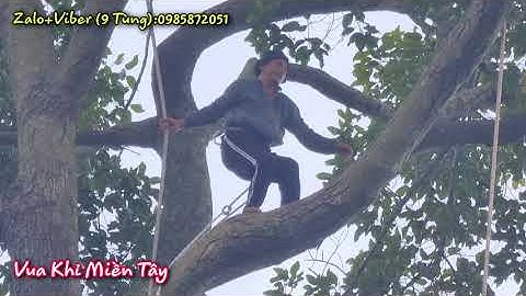 Vua Khỉ cưa nhánh cây Dầu Khủng gần 400 hoành (Phần cuối).