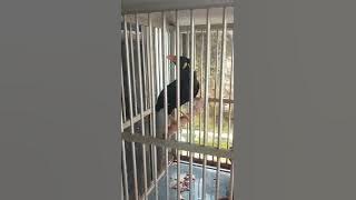 burung beo pintar bicara bapak ada tamu