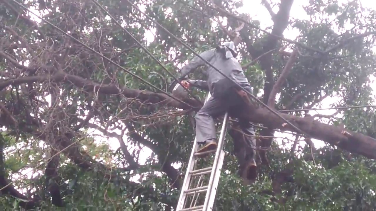Firefighter shows skill ....Tree Fall On High Tension cable - YouTube