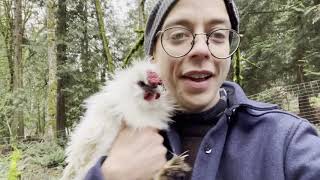 Meet Potato Our Pet Sizzle - Silkie Frizzle Chicken