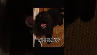 My Dog Found A Lost Wolf Pup... Then The Pack Came To My Door