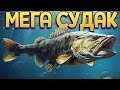 СУДАК ВЫРОС ДО МЕГА РАЗМЕРОВ ( Feed and Grow: Fish )