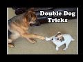 Amazing Double Dog Tricks by Jesse and Kaine